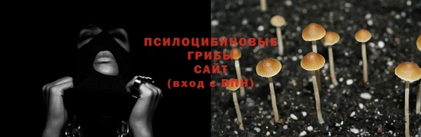 шишки Дмитровск